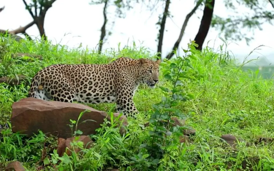 Gir Eco-Tourism