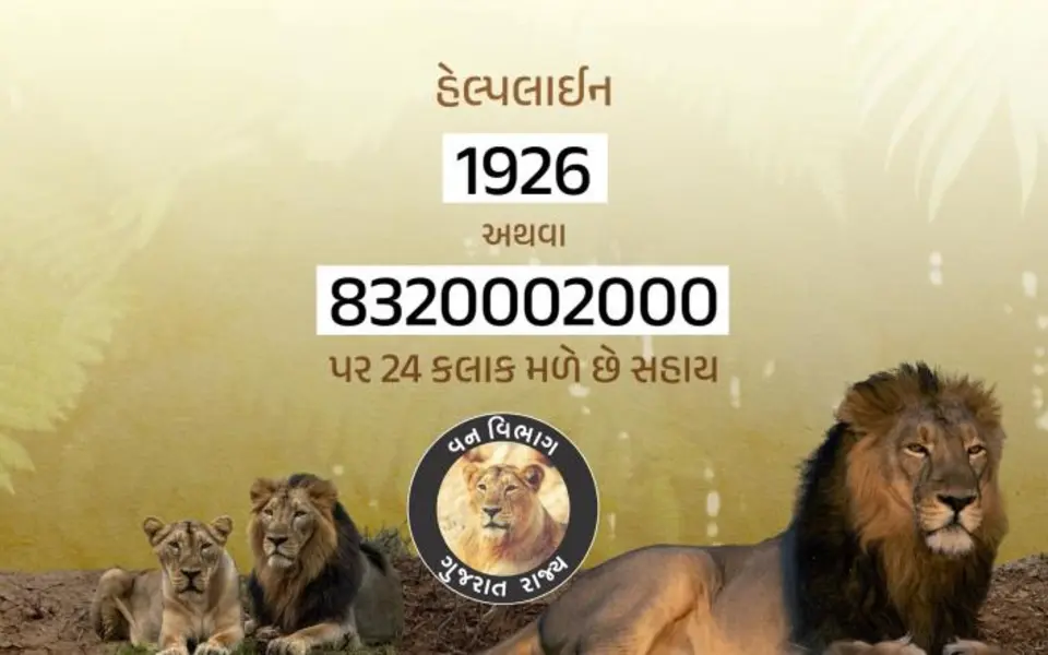 Lion Census