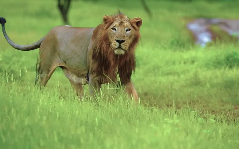 Protecting Asiatic Lions on Railway Tracks