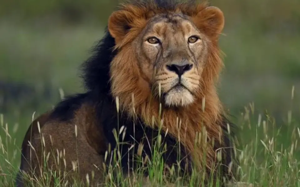 World Lion Day 2022-2025